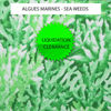 Algues marines - Sea Weeds